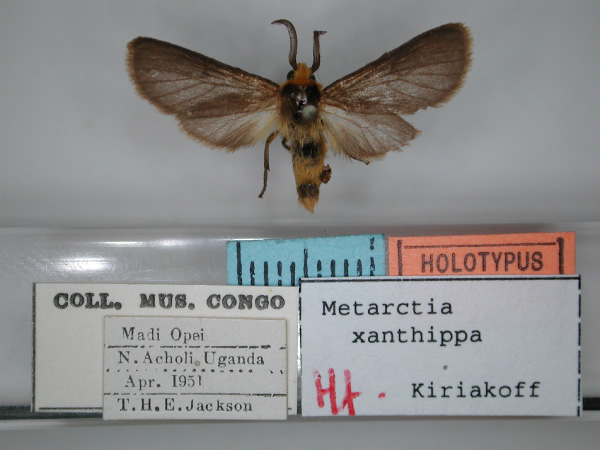 /filer/webapps/moths/media/images/X/xanthippa_Metarctia_HT_RMCA_01.jpg