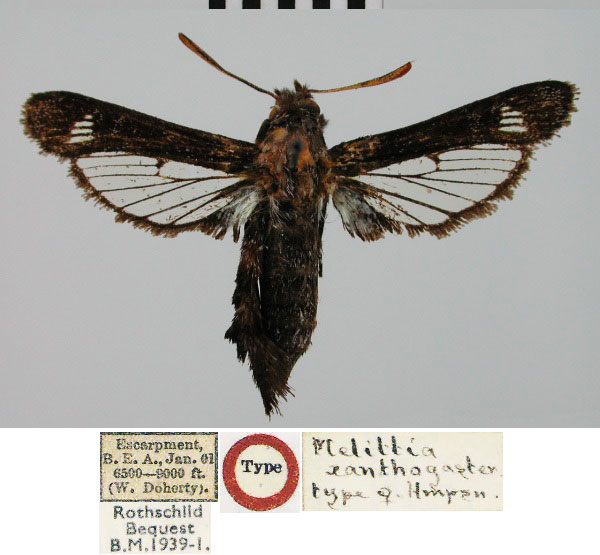 /filer/webapps/moths/media/images/X/xanthogaster_Melittia_HT_BMNH.jpg
