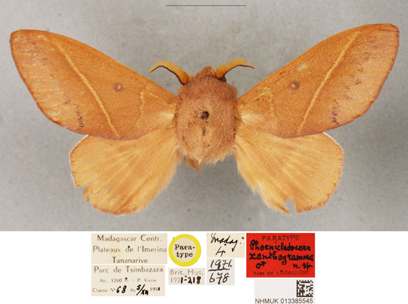 /filer/webapps/moths/media/images/X/xanthogramma_Phoenicladocera_PTM_BMNH.jpg
