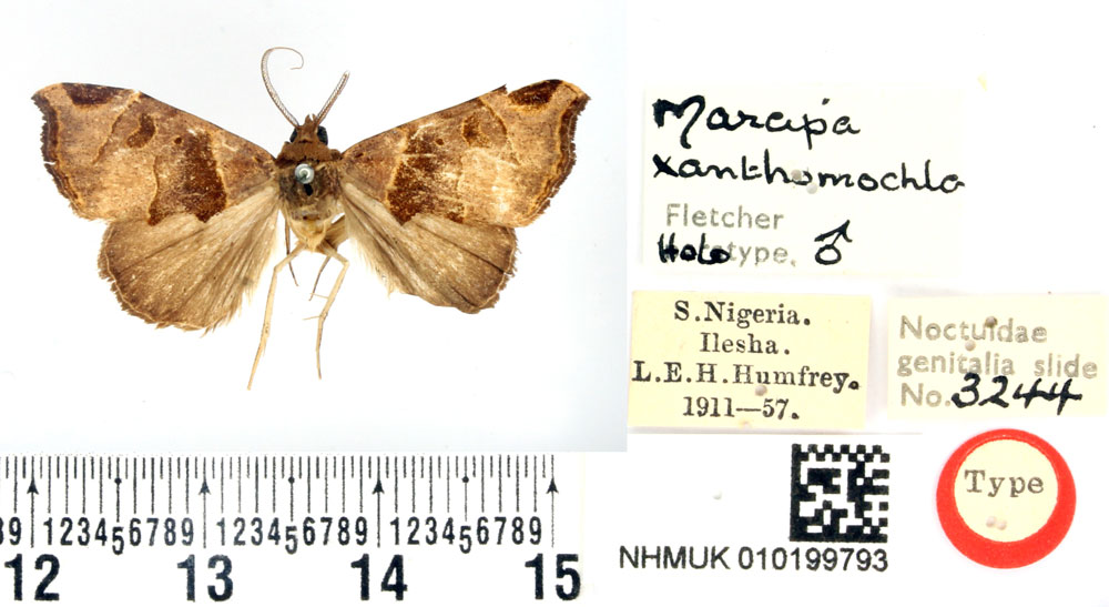/filer/webapps/moths/media/images/X/xanthomochla_Marcipa_HT_BMNH.jpg