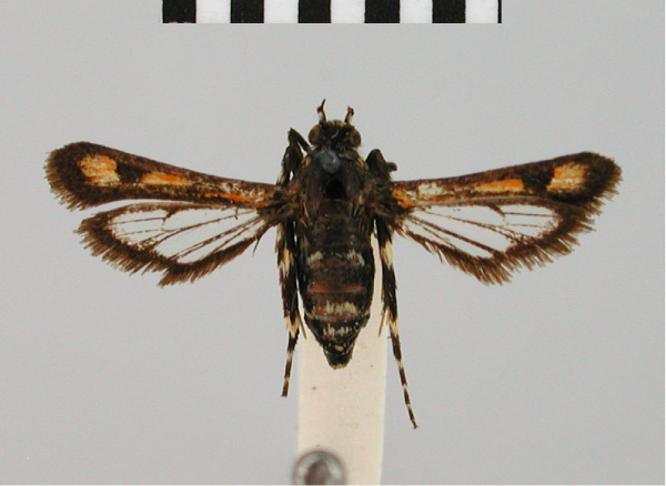 /filer/webapps/moths/media/images/X/xanthophora_Homogyna_HT_BMNH.jpg