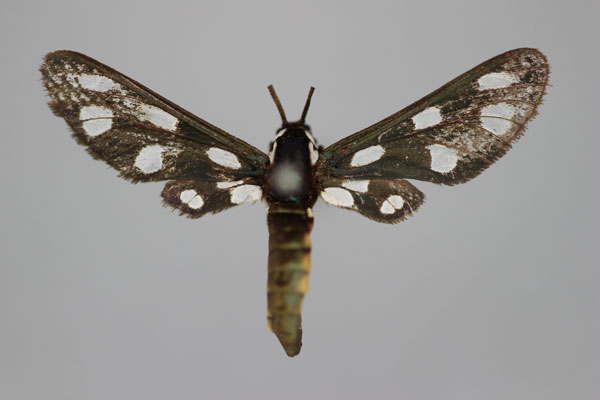 /filer/webapps/moths/media/images/X/xanthopleura_Amata_HT_BMNH.jpg