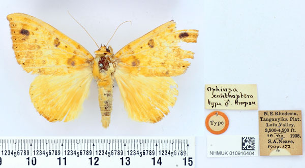 /filer/webapps/moths/media/images/X/xanthoptera_Ophiusa_HT_BMNH.jpg