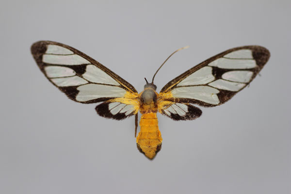 /filer/webapps/moths/media/images/X/xanthosoma_Myopsyche_HT_BMNH.jpg