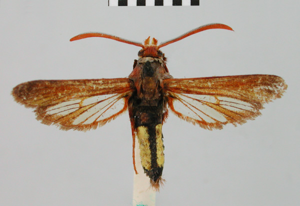 /filer/webapps/moths/media/images/X/xanthosoma_Paranthrene_HT_BMNH.jpg
