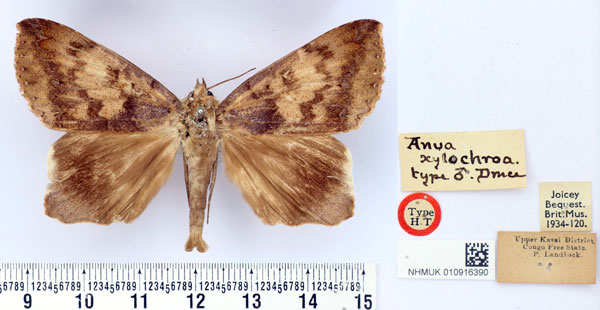 /filer/webapps/moths/media/images/X/xylochroa_Anua_HT_BMNH.jpg