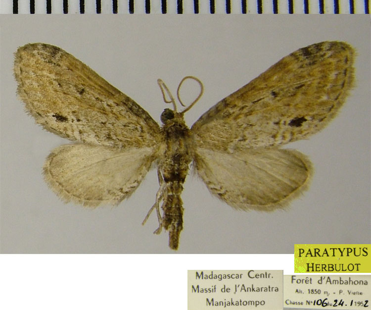 /filer/webapps/moths/media/images/X/xylopsis_Eupithecia_PTF_ZSM.jpg