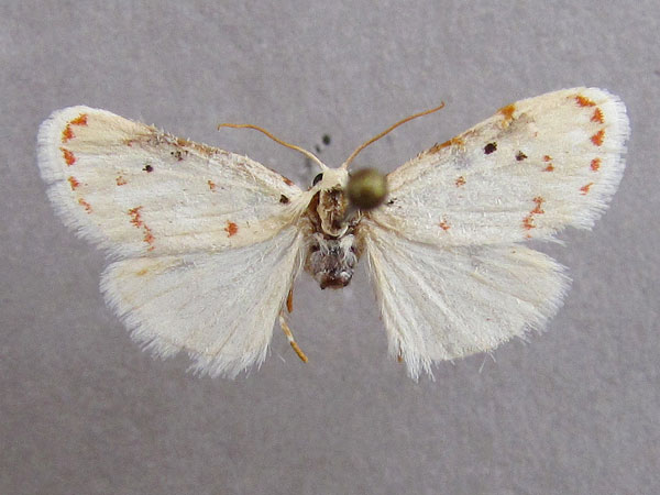 /filer/webapps/moths/media/images/Y/yaseminae_Cyana_PT_Baron_01.jpg