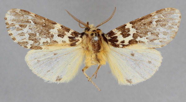 /filer/webapps/moths/media/images/Y/yemenensis_Spilosoma_HT_BMNH.jpg