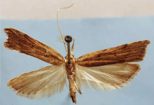 /filer/webapps/moths/media/images/Z/zahamenensis_Torodora_HT_MNHN.jpg