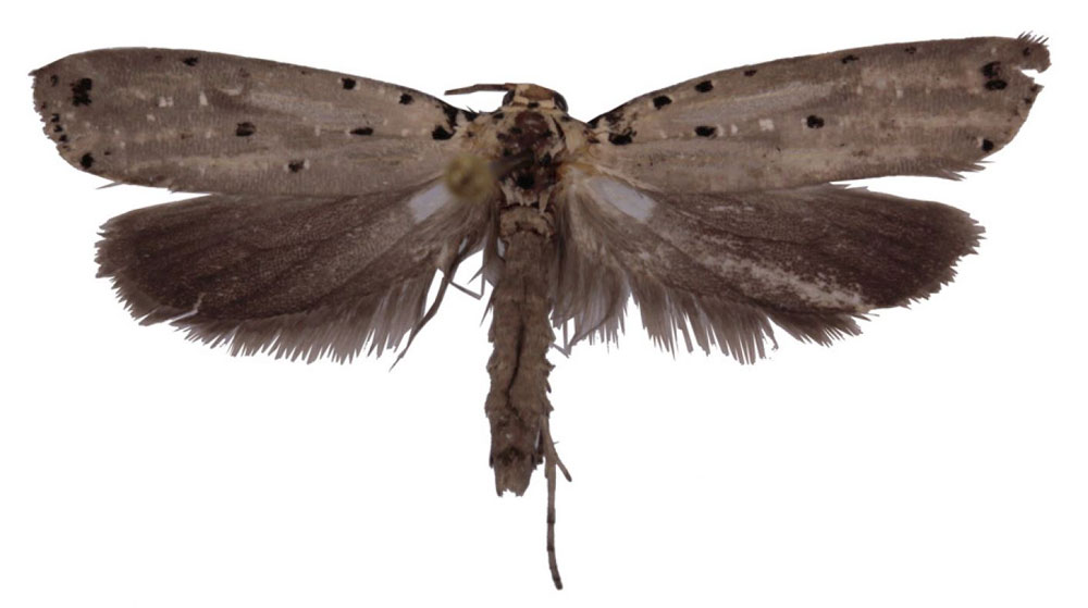 /filer/webapps/moths/media/images/Z/zambesica_Yponomeuta_PT_TMSA.jpg