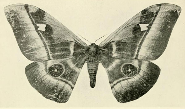 /filer/webapps/moths/media/images/Z/zanguebarica_Bunaea_HT_Oberthur_1910_P.jpg