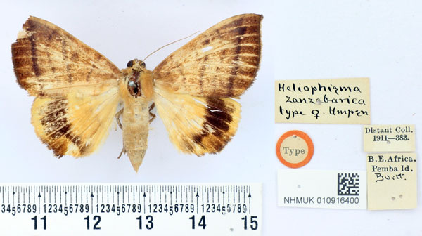/filer/webapps/moths/media/images/Z/zanzibarica_Heliophisma_HT_BMNH.jpg