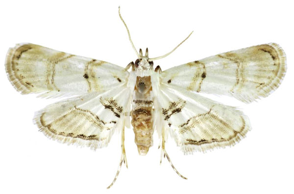 /filer/webapps/moths/media/images/Z/zariensis_Trichophysetis_AF_ABSRC.jpg