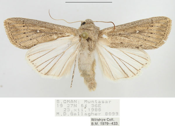 /filer/webapps/moths/media/images/Z/zeae_Leucania_AM_BMNH.jpg