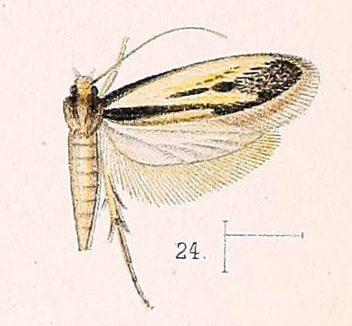 /filer/webapps/moths/media/images/Z/zebra_Proterospastis_HT_Walsingham_1891_4-24.jpg