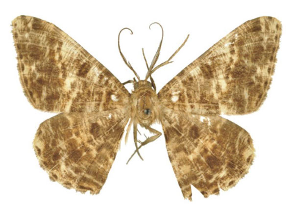 /filer/webapps/moths/media/images/Z/zebrina_Racotis_LT_BMNH.jpg