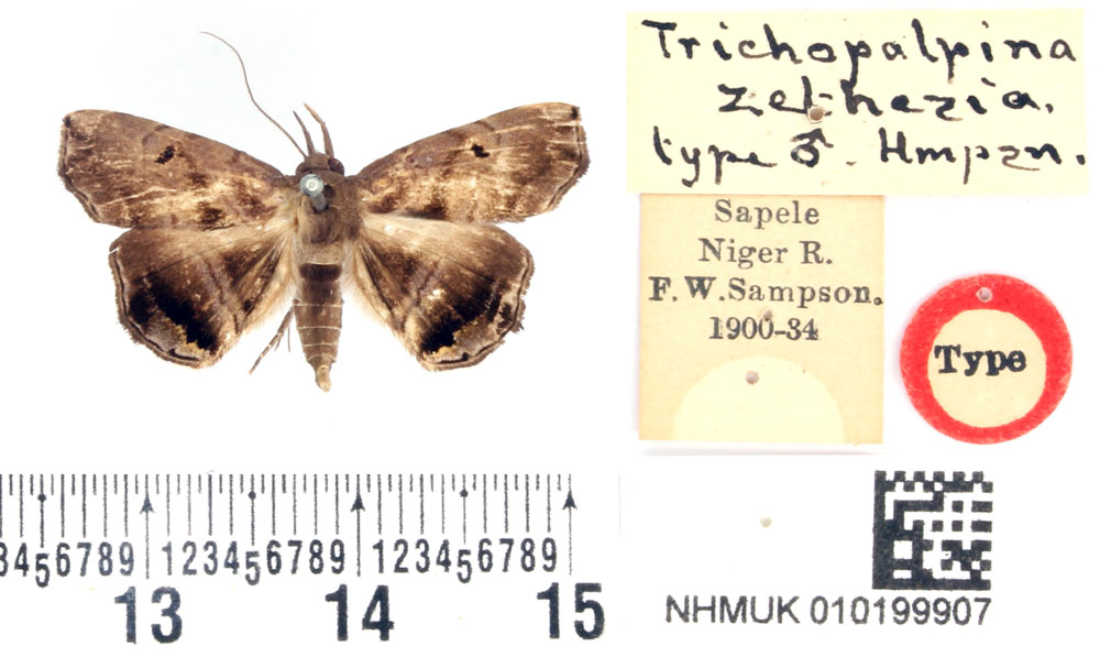 /filer/webapps/moths/media/images/Z/zethesia_Trichopalpina_HT_BMNH.jpg