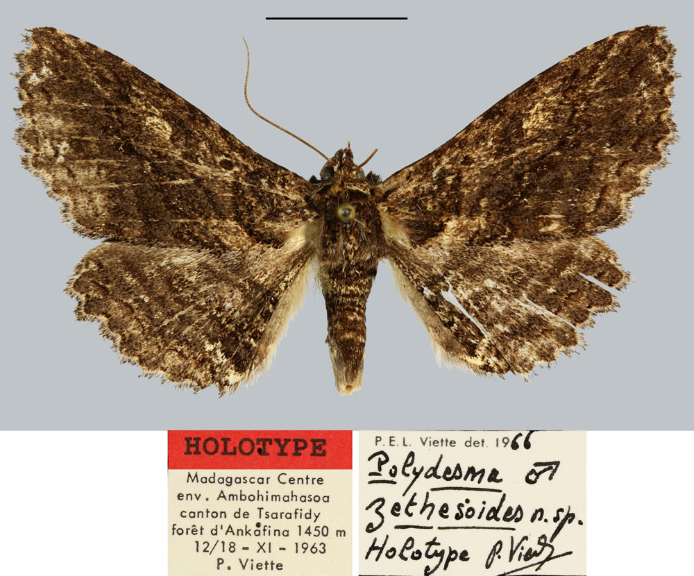 /filer/webapps/moths/media/images/Z/zethesoides_Polydesma_HT_MNHN.jpg