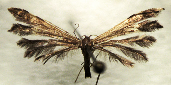 /filer/webapps/moths/media/images/Z/zulu_Pselnophorus_HT_BMNH.jpg