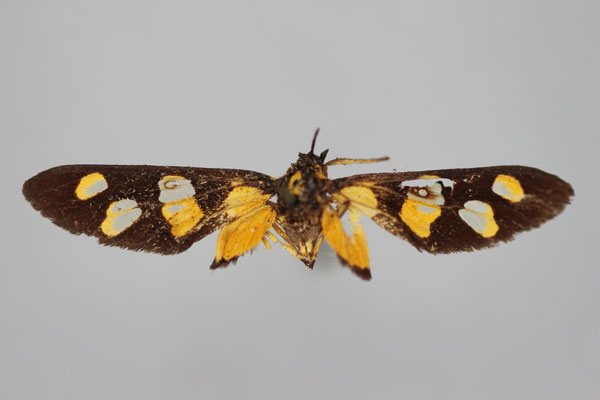 /filer/webapps/moths/media/images/Z/zygaenoides_Stictonaclia_LT_BMNH.jpg