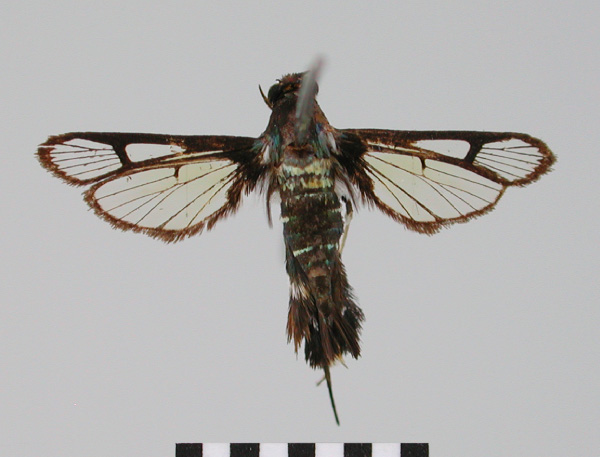 /filer/webapps/moths/media/images/Z/zygaenura_Episannina_ST_BMNH.jpg
