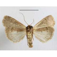 /filer/webapps/moths/media/images/I/isopleura_Agrotis_A_MGCLb_01.JPG