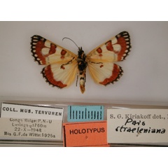 /filer/webapps/moths/media/images/S/straeleniana_Brephos_HT_RMCA_02.jpg