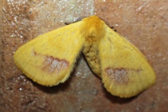 Stenoglene rosea