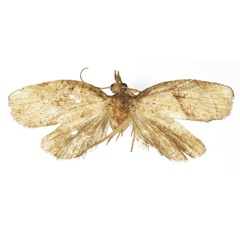 /filer/webapps/moths/media/images/E/enoicylus_Cornips_HT_RMCA.jpg