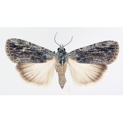 /filer/webapps/moths/media/images/C/catilla_Hypotacha_AF_TMSA_02.jpg