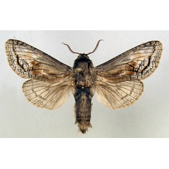/filer/webapps/moths/media/images/T/tristis_Coryphodema_A_MWM.jpg