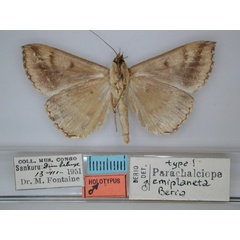 /filer/webapps/moths/media/images/E/emiplaneta_Parachalciope_HT_RMCA_02.jpg