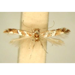 /filer/webapps/moths/media/images/D/didymopa_Phyllonorycter_HT_TMSA6494.jpg