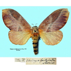 /filer/webapps/moths/media/images/S/sericeofasciata_Pachypasa_LT_SNHMa.jpg