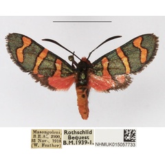 /filer/webapps/moths/media/images/A/angolana_Arniocera_AM_NHMUK.jpg