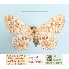 /filer/webapps/moths/media/images/I/inscriptata_Scopula_A_MGCLa_02.JPG