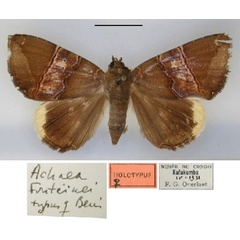 /filer/webapps/moths/media/images/F/fontainei_Achaea_HT_RMCA_01.jpg