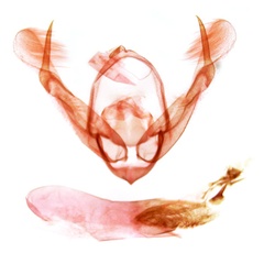 /filer/webapps/moths/media/images/U/umbrigera_Athetis_GMHT_TMSA_13730.jpg