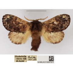 /filer/webapps/moths/media/images/A/axiologa_Diapalpus_AM_NHMUK_01.jpg