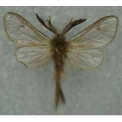 /filer/webapps/moths/media/images/L/longicauda_Urobarta_AM_Stroehle.jpg