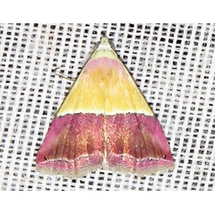 /filer/webapps/moths/media/images/C/caffrorum_Eublemma_A_Braun_14.jpg