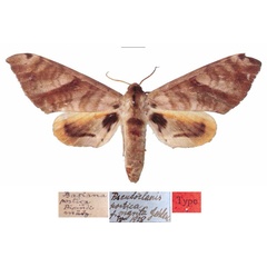 /filer/webapps/moths/media/images/N/nigrita_Pseudoclanis_HT_MfN.jpg