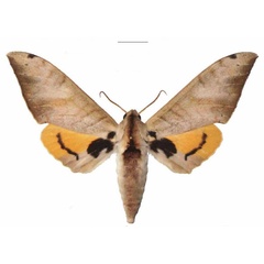/filer/webapps/moths/media/images/B/biokoensis_Pseudoclanis_AM_EMEM.jpg