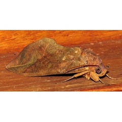 /filer/webapps/moths/media/images/L/lequeuxi_Eudocima_A_Braun_10.jpg