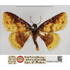 /filer/webapps/moths/media/images/P/phoenicoxantha_Lophocyttarra_HT_NHMUK.jpg