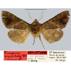 /filer/webapps/moths/media/images/A/aspila_Trichoplusia_HT_MNHN.jpg