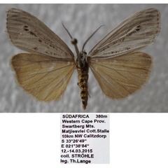 /filer/webapps/moths/media/images/A/aethiopica_Afrocoscinia_AM_Stroehle_01.jpg