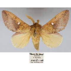 /filer/webapps/moths/media/images/M/maryannae_Hypotrabala_PTM_NMB.jpg