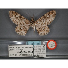 /filer/webapps/moths/media/images/S/saltuensis_Cleora_HT_RMCA_01.jpg